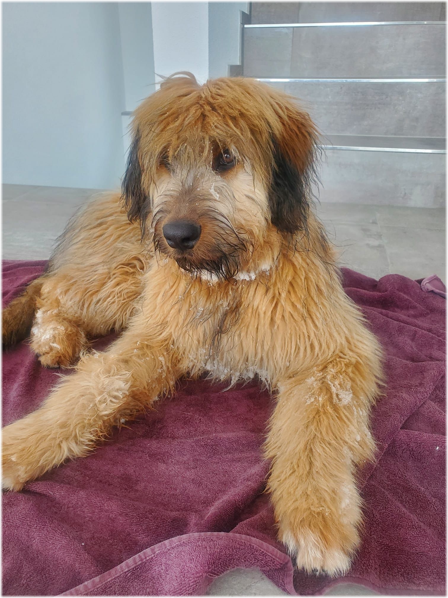 Wäller von der Straubenhalde